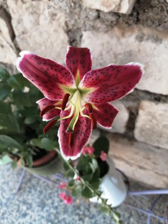 Fioretta Mali Lošinj Apartmán